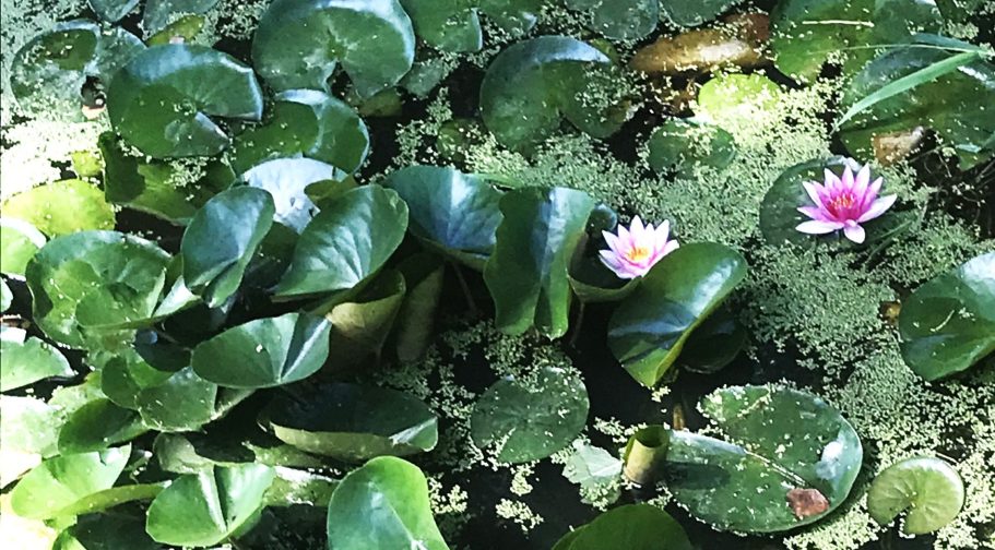 Zilte Tonen Groene waterleliebladeren met enkele roze en witte waterlelies erin.